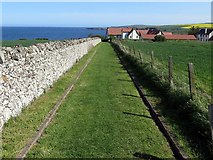 NT9166 : Track north of St Abb's Haven by Andrew Curtis