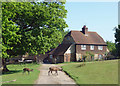 Deer on the Drive, Knole Park