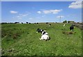 Cows in a field adjacent to Long Causeway