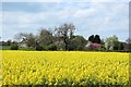 Oilseed Rape at Kyloe House