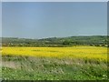 Field of flowering oilseed rape beside the railway