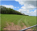 Field and trees, Pengenffordd, Powys