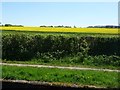 SK0504 : Field of oilseed rape at Catshill by Christine Johnstone