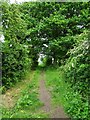 Path through trees near Poolbrook