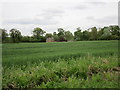 Wheat field near Edmondthorpe