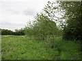 Young plantation near Edmondthorpe