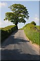 Oak tree in the roadside hedge