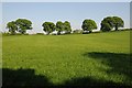 Oak trees and a field