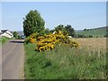 Gorse by the roadside