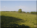 Fields and trees on Arthington Bank