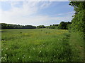 Meadow with buttercups, Whaley Thorns