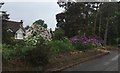 Roadside Garden