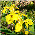 Damselfly and flag iris in a pond, Cricket St Thomas