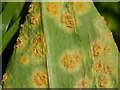 NS4274 : Ramsons Rust (Puccinia sessilis) by Lairich Rig