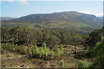 NH1622 : Woodland in Glen Affric by Julian Paren