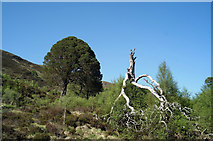 NH1723 : Two trees - different ages by Julian Paren
