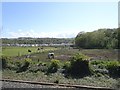 View from a Chester-Holyhead train - fields and woodland near Tynymorfa