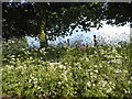 Cow Parsley by The Street, Wallington