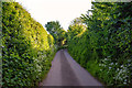 Taunton Deane : Country Lane