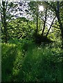 A glade on Walkley Bank