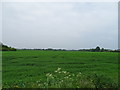 TL3268 : Fields near Fenstanton by Matthew Chadwick