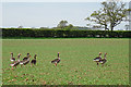 NY3758 : Greylag Geese by Anne Burgess