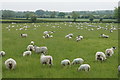 A field of sheep near Manor Farm