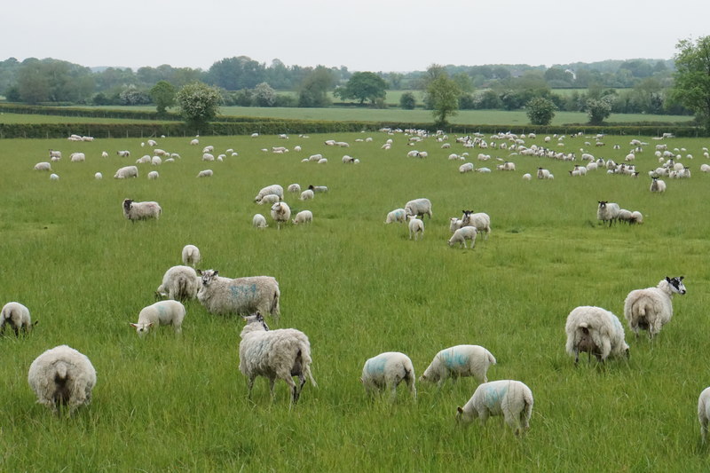 A field of sheep near Manor Farm © Bill Boaden :: Geograph Britain and ...