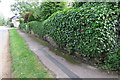 Ivy covered wall on Church Lane