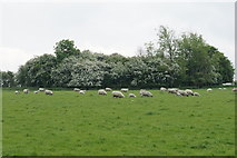 SP7203 : Sheep in Thame Park by Bill Boaden