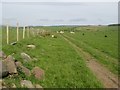 Sheep pasture track