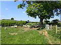 Sheep seeking shade from the noonday sun