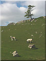 SD9372 : Lambs on Brayshaw Scar by Karl and Ali