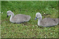 Cygnets in Pittville Park