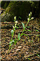 White Helleborine (Cephalanthera damasonium)