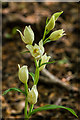 White Helleborine (Cephalanthera damasonium)