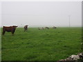 Cows and sheep emerge from the mist