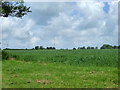 Wheat field north of Tindon End Road