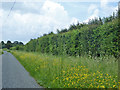 Verge with many buttercups