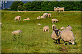 Sedgemoor : Grassy Field & Sheep