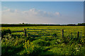 Sedgemoor : Grassy Field & Gate