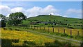 Buttercup Meadow near Mynytho