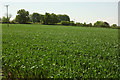 Crop near Lower Langham