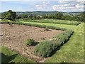 Garden at St.James