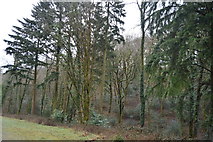 SX5061 : Conifers, West Wood by N Chadwick
