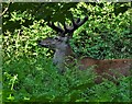 Stag by Redcar Brook (I)