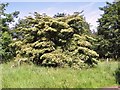 TG2109 : Dogwood tree (Cornus spp) by Evelyn Simak