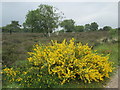 Broom in bloom on Westleton Heath