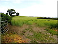 Spring barley, Magheracoltan