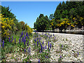 NJ3150 : Lupins by the River by Anne Burgess